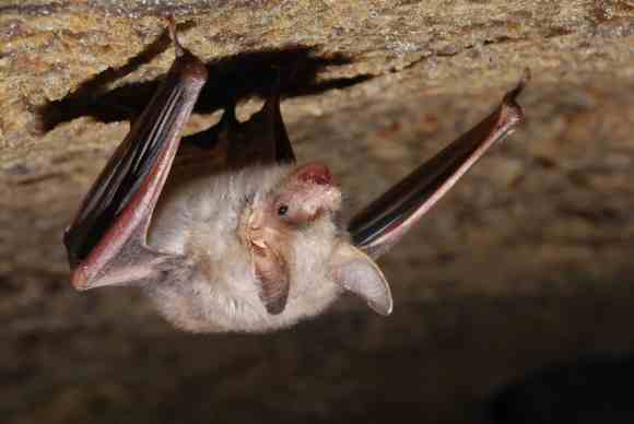 Why Do DIY Bat Removal Tips Not Work?